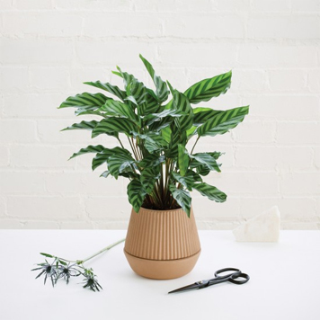 Lorem ipsum dolor sit
